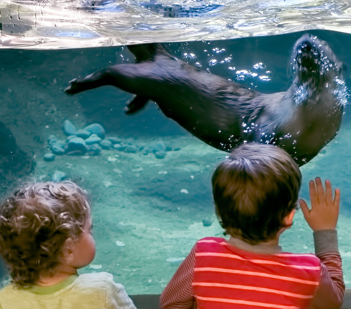 River otters at the HIgh Desert Museum.