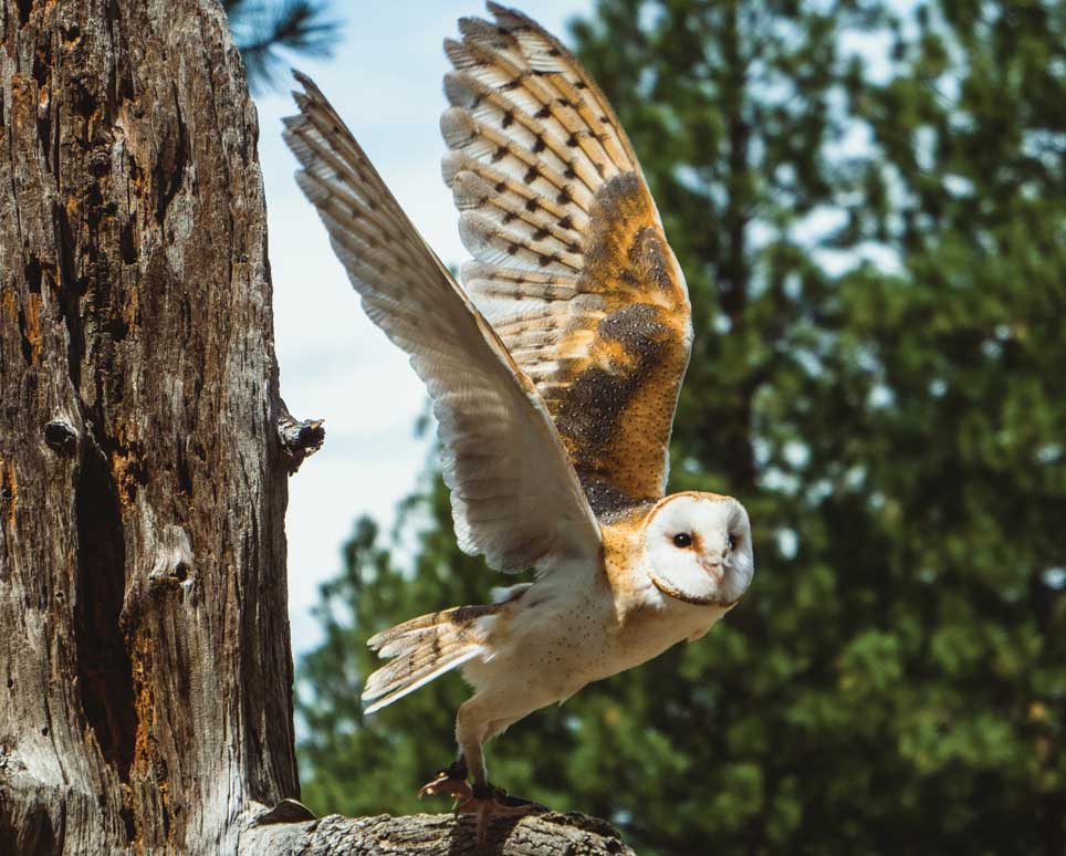 Owl at the High Desert Museum in Bend, Oregon